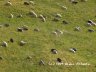 Carpathian trip - sheep 